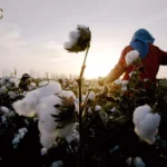 India's Cotton Imports Surge on Duty Waiver & Low Crop