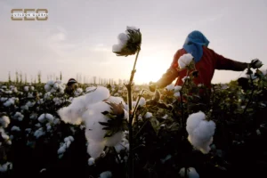 India's Cotton Imports Surge on Duty Waiver & Low Crop